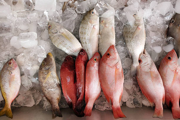 assortiment de poissons frais stockées sur glace - freshness seafood crushed ice salmon photos et images de collection