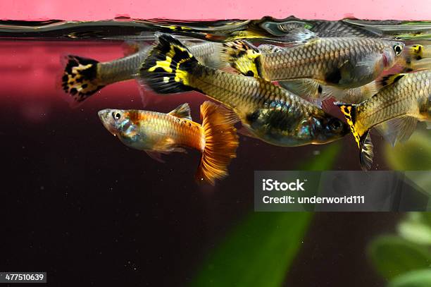 Guppy Multi Farbige Fische Stockfoto und mehr Bilder von Aquarium - Haustierbedarf - Aquarium - Haustierbedarf, Aquatisches Lebewesen, Bildhintergrund