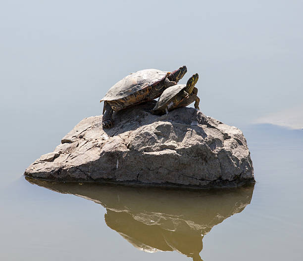 istock Two water turtles on the rock 477511490
