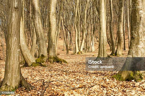 Foresta Primaverile - Fotografie stock e altre immagini di Albero - Albero, Ambientazione esterna, Ambiente