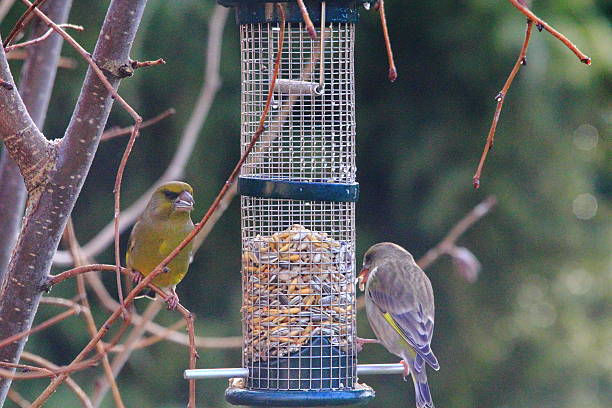 istock European Greenfinch 477514527