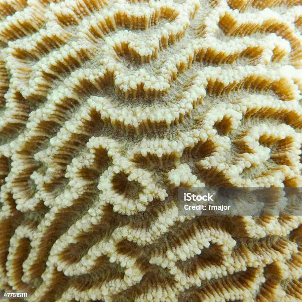 Coral Closeup - Fotografias de stock e mais imagens de Abstrato - Abstrato, Ao Ar Livre, Beleza