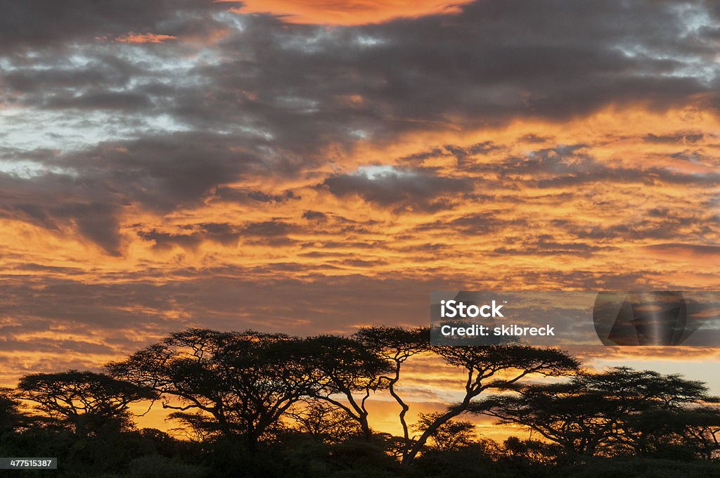 African Sunrise 1 Sunrise in Tanzania, Africa.  Acacia trees are silhouetted against the orange clouds. Sunrise - Dawn Stock Photo