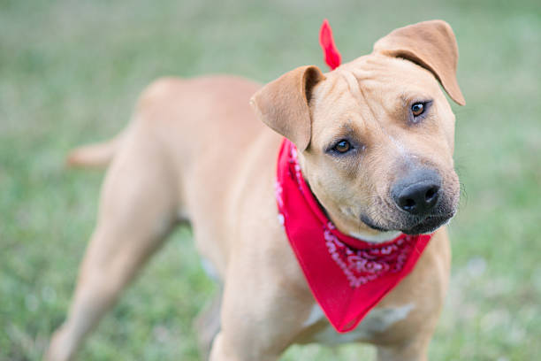 istock Tan dog standing in the grass 477516231