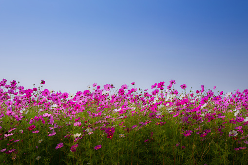 Pink cosmos flowers garden in front of the blue Sky.