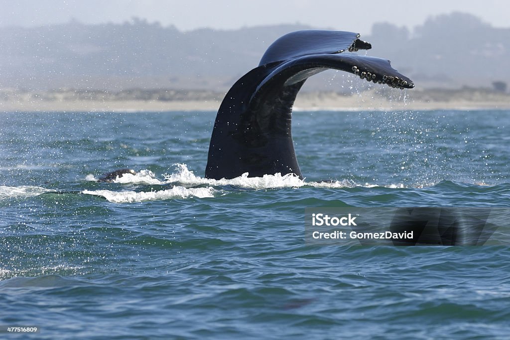 Megattera con coda alzate sopra la superficie dell'oceano - Foto stock royalty-free di California