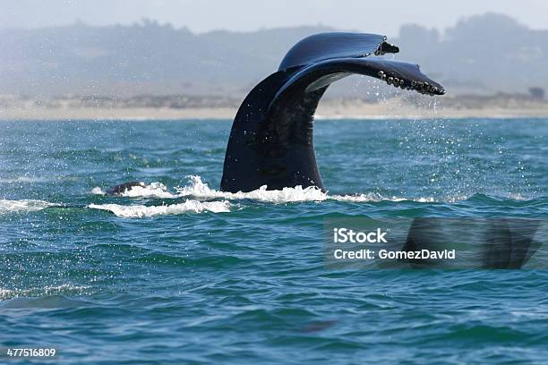 Foto de Baleiajubarte Com Cauda Levantados Acima Da Superfície Do Mar e mais fotos de stock de Califórnia