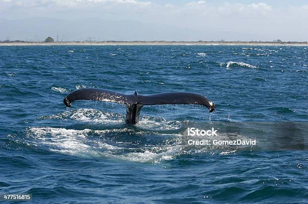 Humpback Whale With Tail Raised Above Ocean Surface Stock Photo - Download Image Now