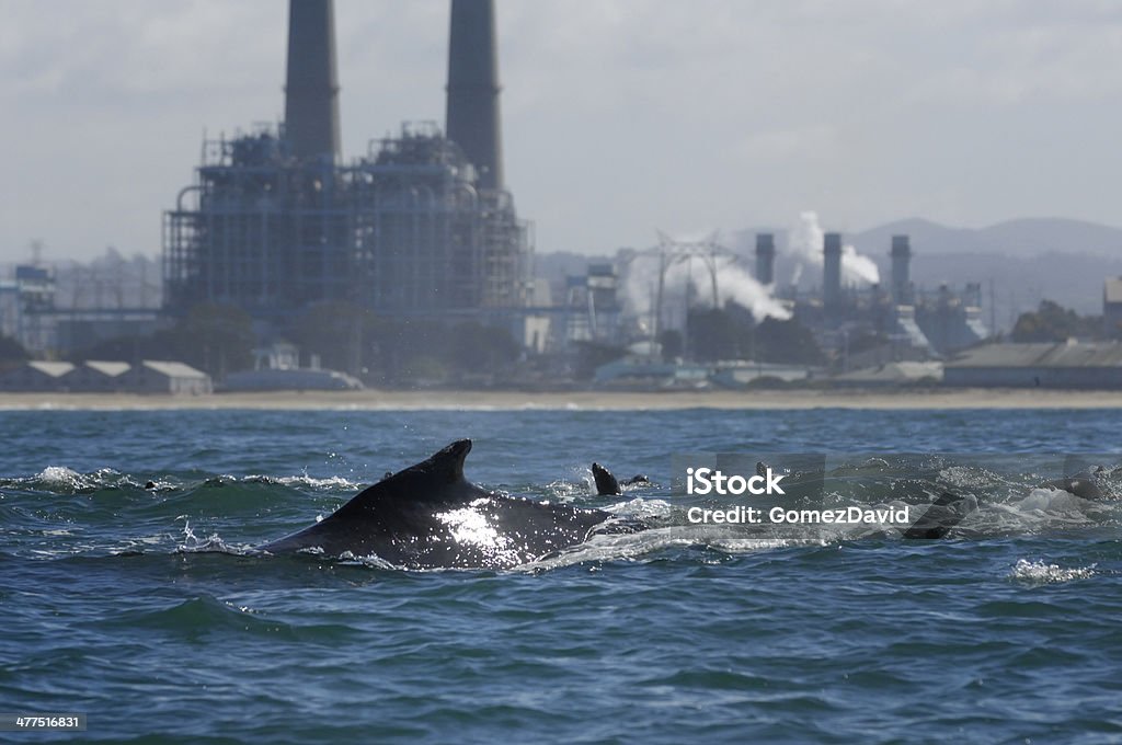 Baleia-jubarte com a Usina Elétrica ao fundo - Foto de stock de Animais em Extinção royalty-free