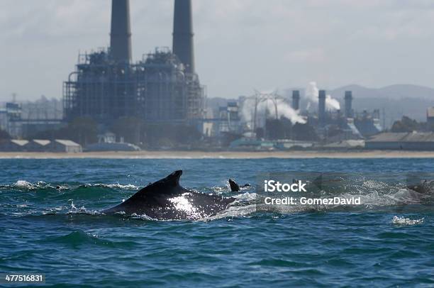 Foto de Baleiajubarte Com A Usina Elétrica Ao Fundo e mais fotos de stock de Animais em Extinção - Animais em Extinção, Animal, Azul