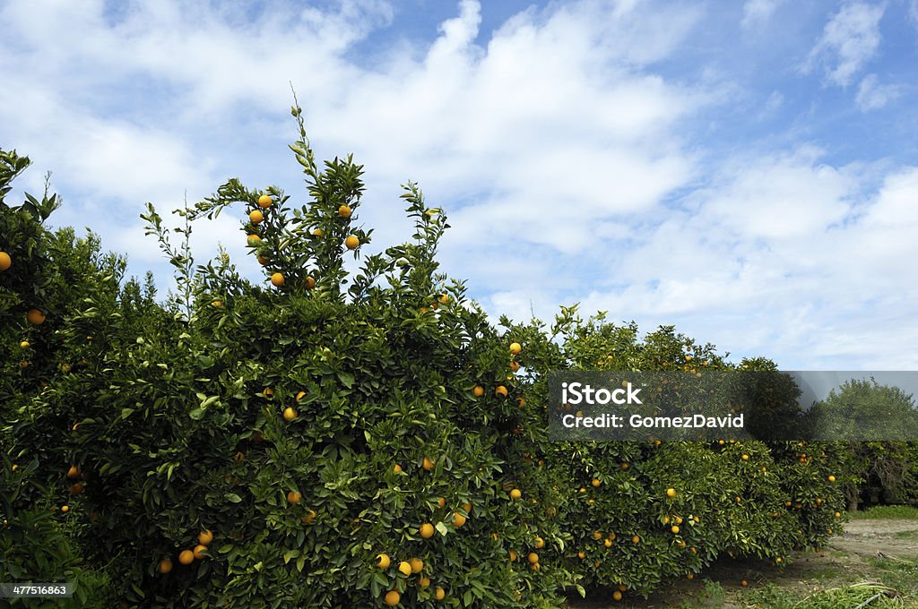 Frutteto di Arancia Navel alberi - Foto stock royalty-free di Acerbo