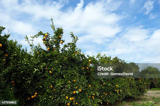 Frutteto Di Arancia Navel Alberi - Fotografie stock e altre immagini di Acerbo - Acerbo, Agricoltura, Agrume