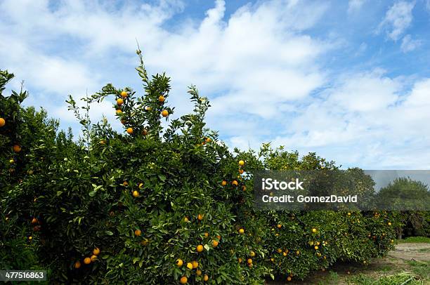 Pomar De Laranja Navel Árvores - Fotografias de stock e mais imagens de Agricultura - Agricultura, Ao Ar Livre, Bosque