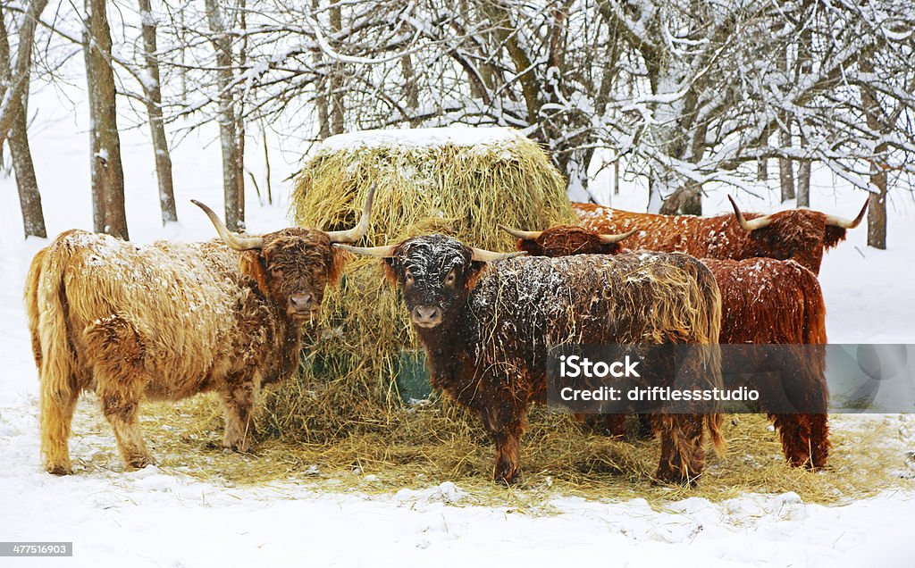 Vacas comer Feno na Neve - Royalty-free A nevar Foto de stock