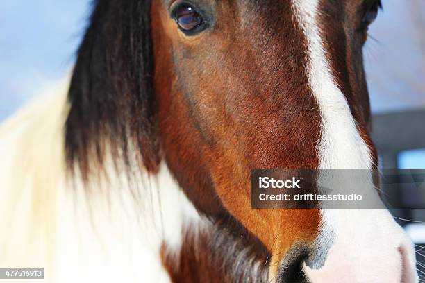 Primo Piano Di Tipo Cavallo In Blue Sky - Fotografie stock e altre immagini di Ambientazione esterna - Ambientazione esterna, Ambientazione tranquilla, Bellezza