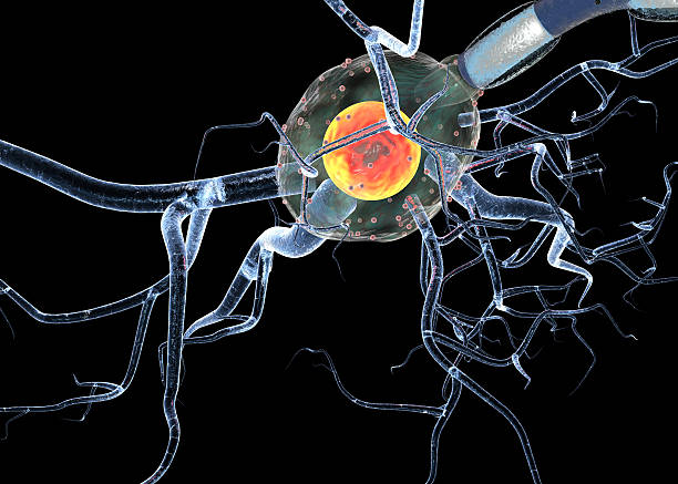 células nerviosas, concepto de enfermedades neurológicas, tumores y cerebro de la cirugía. - neurologic fotografías e imágenes de stock