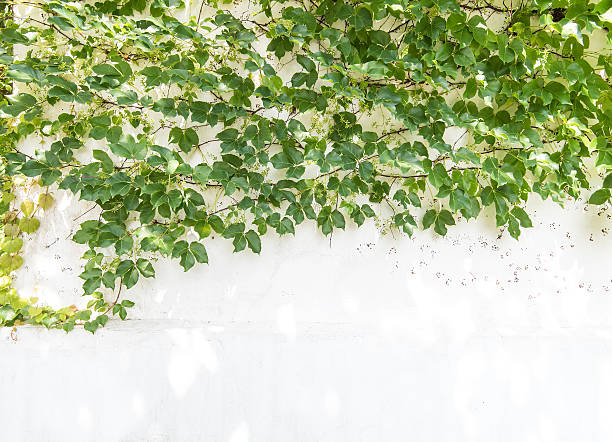 istock ivy leaves isolated on a white background 477517324