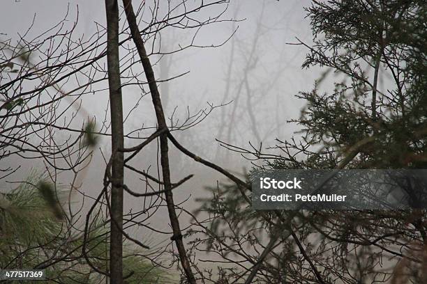 Nebel Überdachte Stockfoto und mehr Bilder von Baum - Baum, Blatt - Pflanzenbestandteile, Farbbild