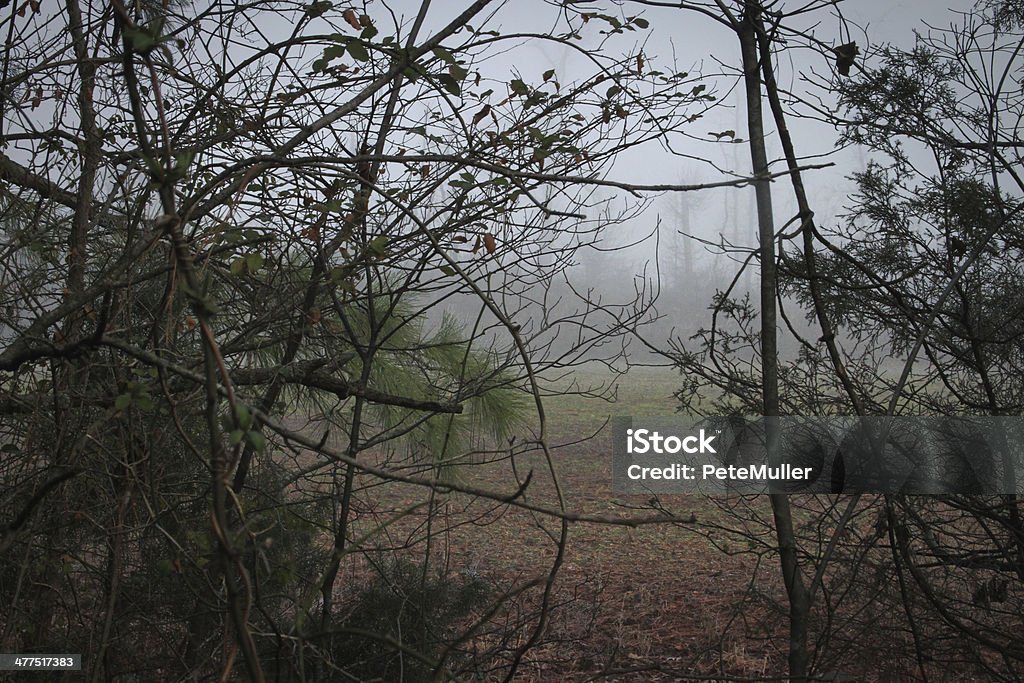 Morgen Nebel - Lizenzfrei Baum Stock-Foto