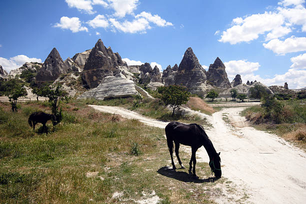 cavalos na turquia cappadocia, - anatolya imagens e fotografias de stock
