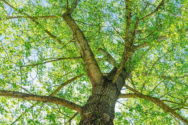 linden albero - beech leaf low angle view deciduous tree tree trunk foto e immagini stock