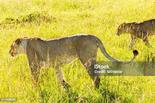 Lionesses At Wild Hunting Stock Photo - Download Image Now - Activity, Aggression, Alertness