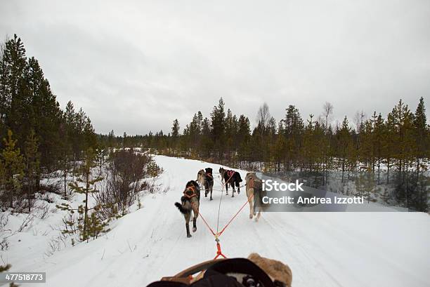 Slitta Con Cani Da Slitta In Lapponia In Inverno Tempo - Fotografie stock e altre immagini di Lago Lapland