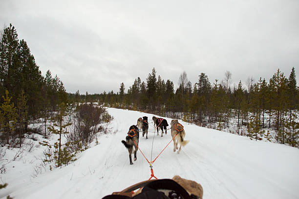 istock sledding with sled dog in lapland in winter time 477518773