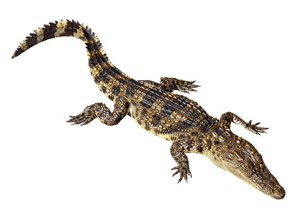 istock Wildlife crocodile isolated on white 477519461