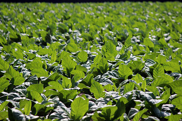 istock Young Tobacco Plants Growing in Field 477520180