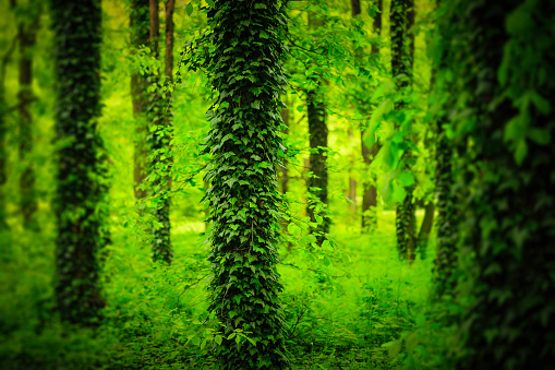 ivy covered trees in a green park