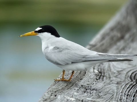 Least Tern standing on a wooden rail.\t