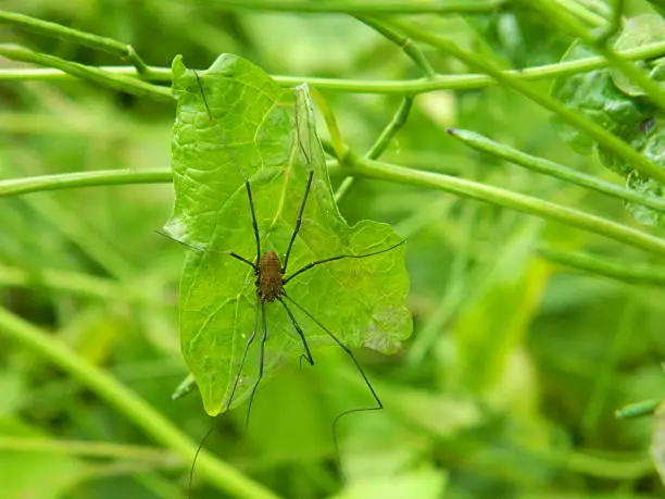 A daddy longlegs spider stretched across a leaf.