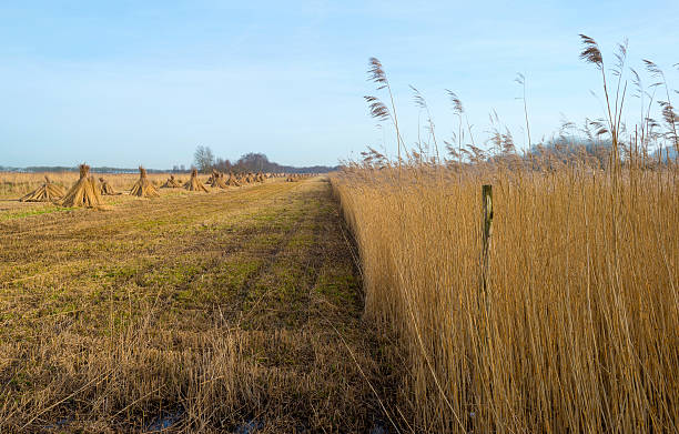 istock Common reed in winter ready to be harvested 477522697