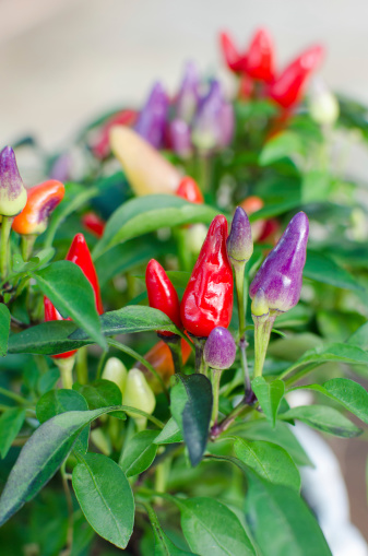 Chili with small purple and red for ornamental gardens. , Have another name called Bolivian Rainbow Chili.