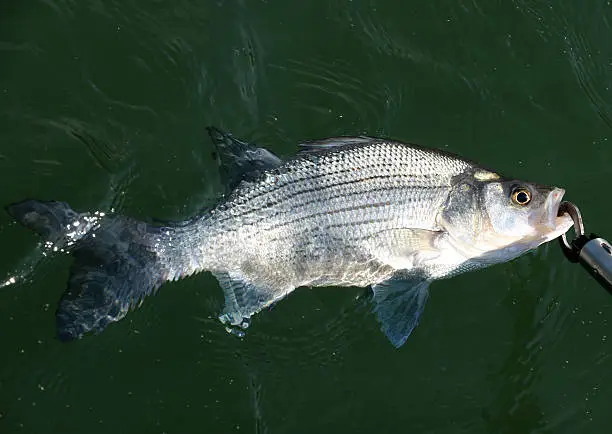 a white bass that was just caught