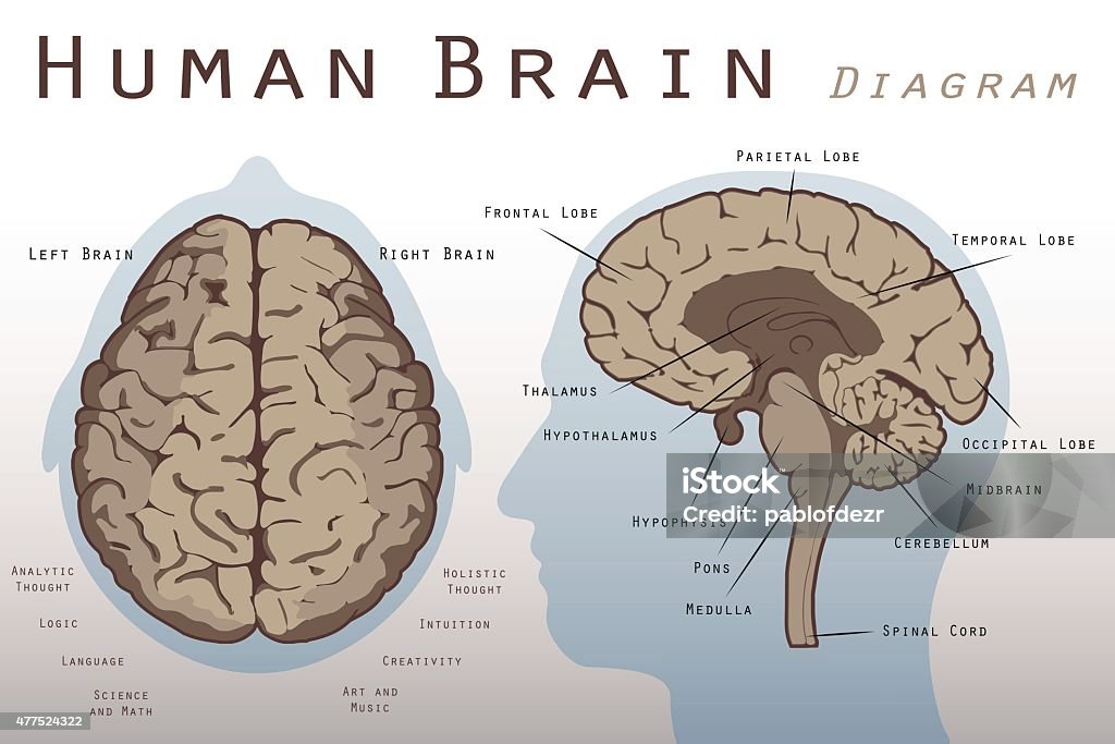 Human Brain Diagram Illustration of a Human Brain Diagram Human Brain stock vector