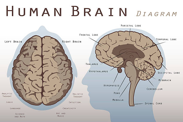 Human Brain Diagram Illustration of a Human Brain Diagram midbrain illustrations stock illustrations