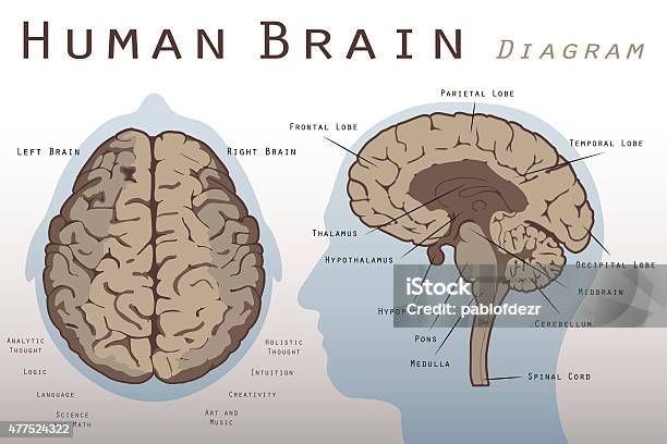 Human Brain Diagram Stock Illustration - Download Image Now - Human Brain, Anatomy, Diagram