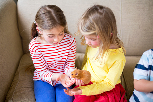 Cute little girls sit holding a pet hamster. The hamster is ginger in colour and sits comfortably in one of the girls hand.