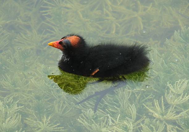 Common Gallinule (Gallinula galeata) Common Gallinule juvenile swimming in the wetlands.	 moorhen bird water bird black stock pictures, royalty-free photos & images