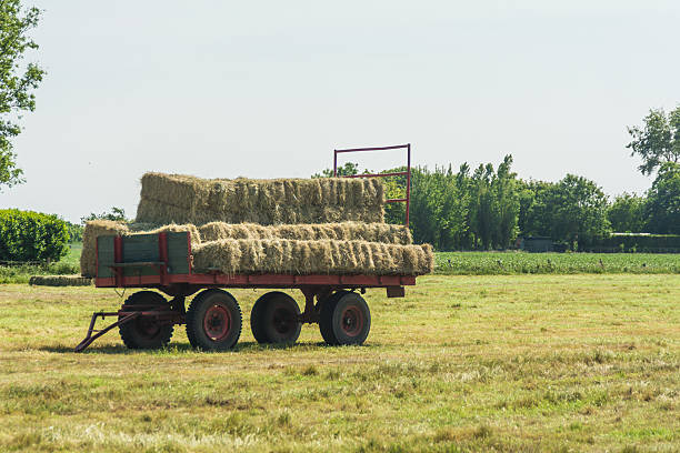 istock hay stacked on a cart in the netherlands 477524856