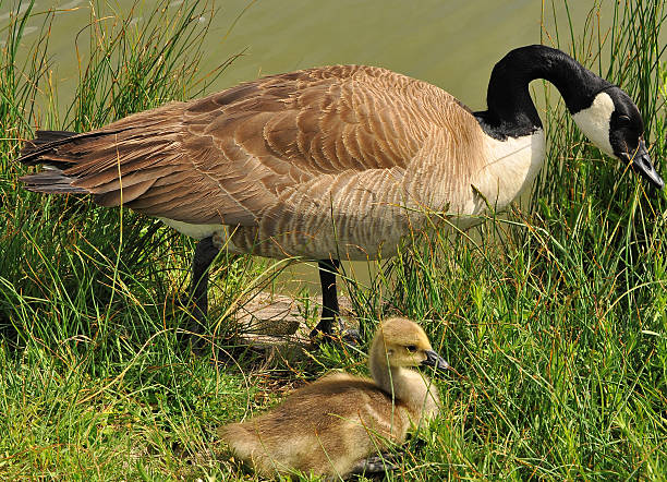 istock Parent Canada Goose with gosling 477525026