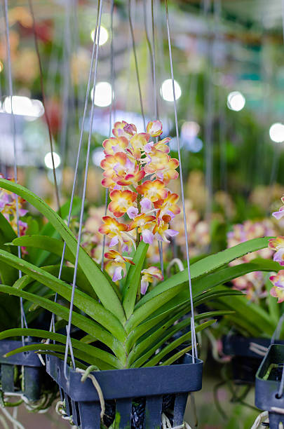 istock Flowers Orange orchids on hang 477525097
