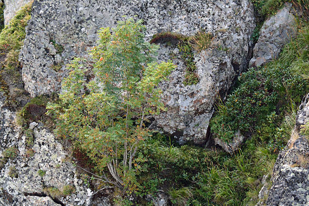 istock young ashberry growing in the mountains 477525332