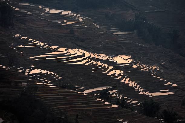 clair et ombre sur la terrasse champs 005 - agriculture artificial yunnan province china photos et images de collection