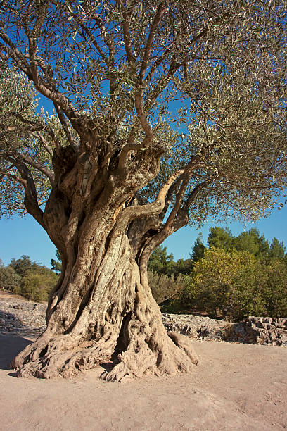 オリーブの木 - olive tree tree root old ストックフォトと画像