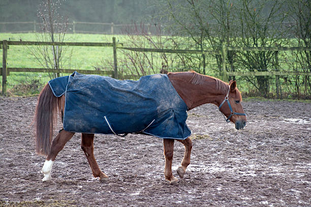 istock Horse with rain blanket for cold weather 477525632