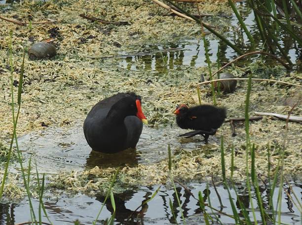 Common Gallinule (Gallinula galeata) Common Gallinule with her chick in the wetlands with freshwater snails in the background.	 moorhen bird water bird black stock pictures, royalty-free photos & images