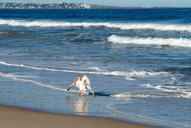 Ocean Park Beach near Punta del Este, Atlantic Coast, Uruguay